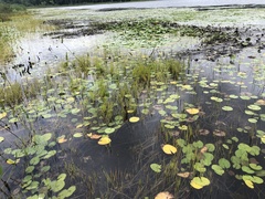 Eleocharis robbinsii