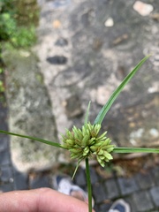 Cyperus eragrostis