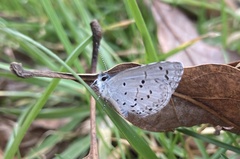 Celastrina