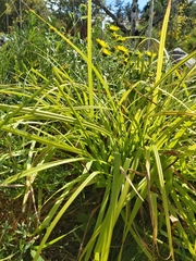 Carex stipata