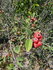 Cotoneaster pannosus