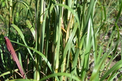 Andropogon tenuispatheus