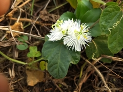 Passiflora foetida
