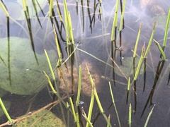 Eleocharis robbinsii
