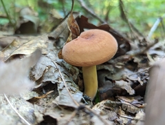 Lactifluus volemus