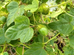 Passiflora foetida