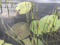 Eleocharis robbinsii