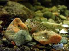 Gobius ophiocephalus