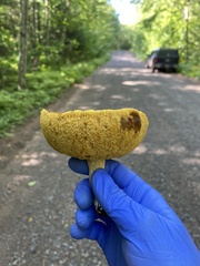 Retiboletus ornatipes