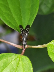Tritoxa flexa
