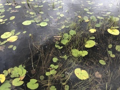 Eleocharis robbinsii