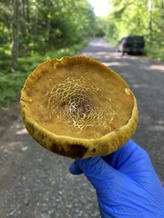 Retiboletus ornatipes