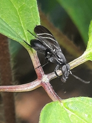 Tritoxa flexa