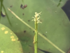 Eleocharis robbinsii