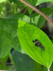 Tritoxa flexa