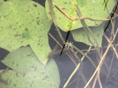 Eleocharis robbinsii