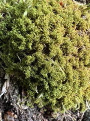 Tortella