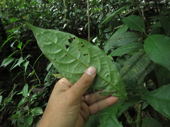 Calatola costaricensis