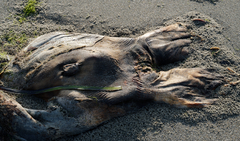 Otariidae
