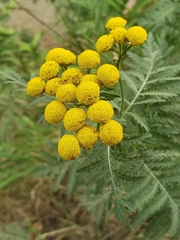 Tanacetum