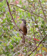 Toxostoma redivivum