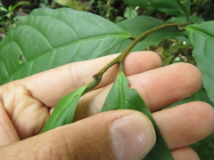 Calatola costaricensis
