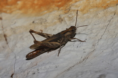 Acrididae