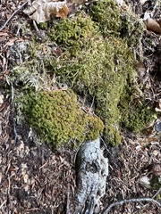 Tortella