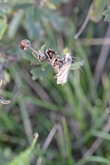 Agriphila inquinatella