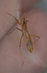 Nabis limbatus