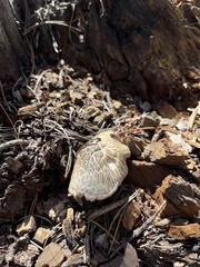 Neolentinus ponderosus