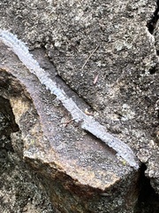 Serpentes