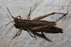 Acrididae