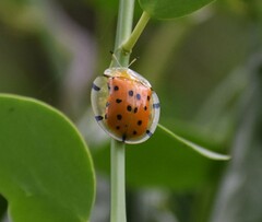 Aspidimorpha miliaris