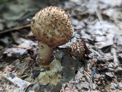 Echinoderma asperum