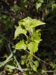 Tamaulipa azurea
