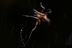 Cyphalonotus