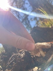 Neolentinus ponderosus