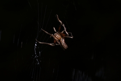 Cyphalonotus