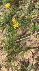 Chrysopsidinae
