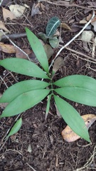Zamia prasina
