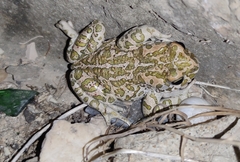 Bufotes viridis viridis