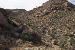 Aloidendron dichotomum