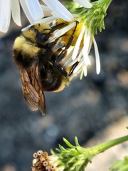 Bombus vosnesenskii
