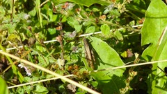 Chorthippus apricarius