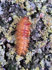 Acronicta aceris