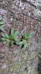 Specklinia