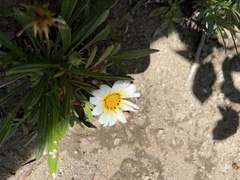 Glebionis coronaria