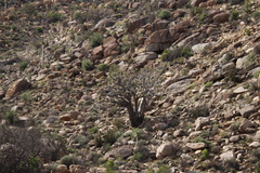 Aloidendron dichotomum