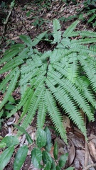 Adiantum wilesianum